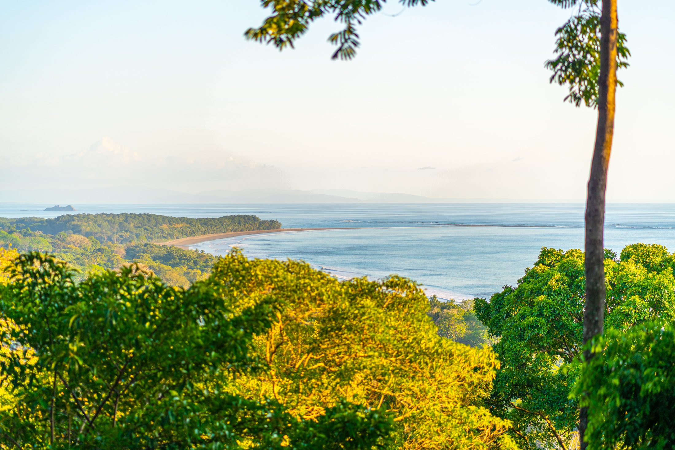 Ocean view through the forest canopy